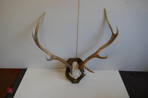 MOUNTED RED STAG CAST ANTLERS