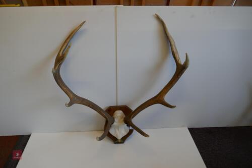 MOUNTED RED STAG CAST ANTLERS