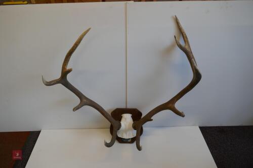 MOUNTED RED STAG CAST ANTLERS