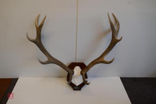 MOUNTED RED STAG CAST ANTLERS