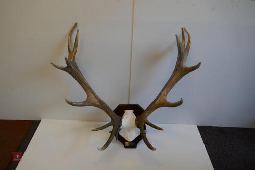 MOUNTED RED STAG CAST ANTLERS