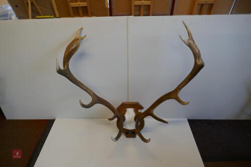 MOUNTED RED STAG CAST ANTLERS