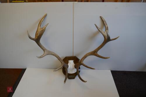 MOUNTED RED STAG CAST ANTLERS