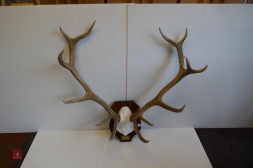 MOUNTED RED STAG CAST ANTLERS