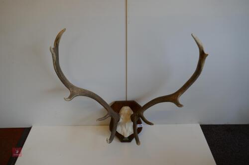 MOUNTED RED STAG CAST ANTLERS