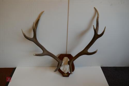 MOUNTED RED STAG CAST ANTLERS