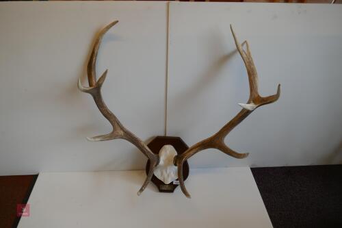 MOUNTED RED STAG CAST ANTLERS