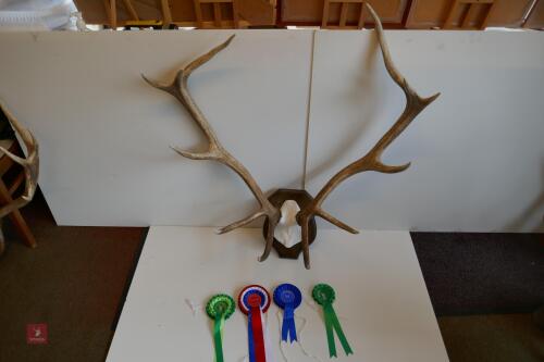 MOUNTED RED STAG CAST ANTLERS