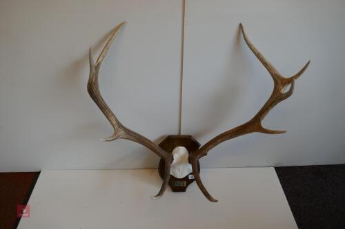 MOUNTED RED STAG CAST ANTLERS