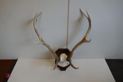 MOUNTED RED STAG CAST ANTLERS