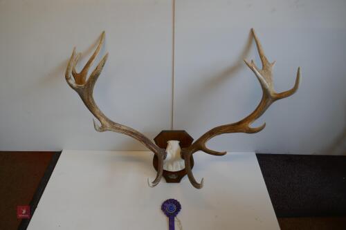 MOUNTED RED STAG CAST ANTLERS