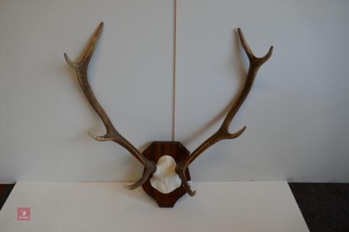 MOUNTED RED STAG CAST ANTLERS