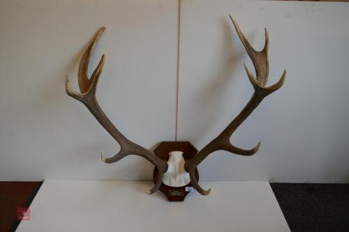 MOUNTED RED STAG CAST ANTLERS