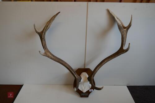 MOUNTED RED STAG CAST ANTLERS