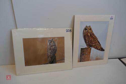 PAIR OF MOUNTED PHOTOS OF OWLS