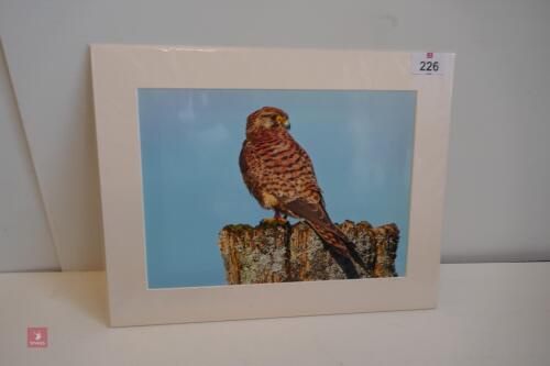 MOUNTED PHOTO OF KESTREL