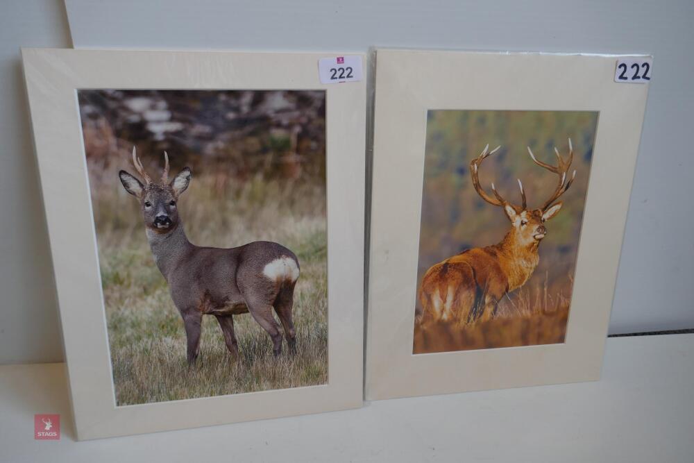 PAIR OF MOUNTED DEER PHOTOS