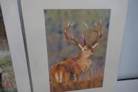 PAIR OF MOUNTED DEER PHOTOS - 2