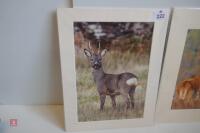 PAIR OF MOUNTED DEER PHOTOS - 3