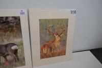 PAIR OF MOUNTED DEER PHOTOS - 4