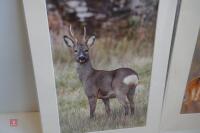 PAIR OF MOUNTED DEER PHOTOS - 5