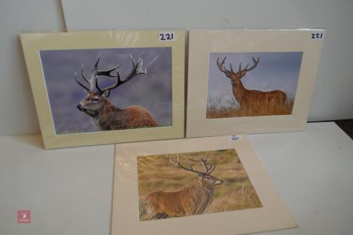 TRIO OF MOUNTED PHOTOS OF RED STAGS