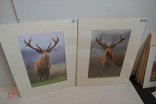 PAIR OF MOUNTED PHOTOS OF RED STAGS