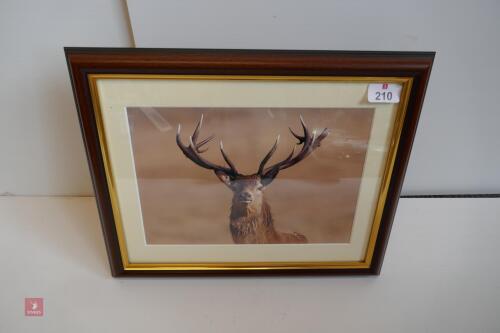 PHOTO OF RED STAG IN FRAME