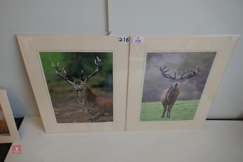 PAIR OF MOUNTED PHOTOS OF RED STAGS