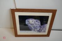 PHOTO OF LITTLE OWL IN FRAME