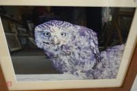 PHOTO OF LITTLE OWL IN FRAME - 2