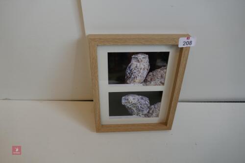 2 PHOTOS OF ITTLE OWLS IN FRAME