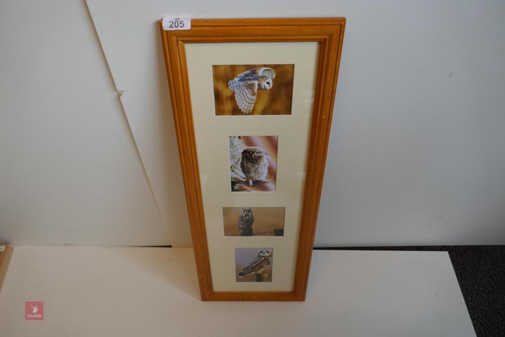 4 OWL PHOTOS IN A FRAME