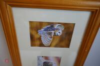 4 OWL PHOTOS IN A FRAME - 3