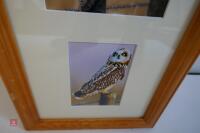 4 OWL PHOTOS IN A FRAME - 4