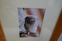 4 OWL PHOTOS IN A FRAME - 5