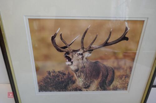 FRAMED PHOTO OF RED STAG