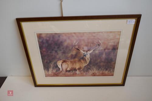 FRAMED PHOTO OF RED STAG