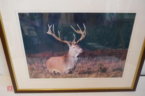 FRAMED PHOTO OF RED STAG