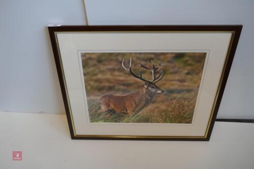 FRAMED PHOTO OF RED STAG