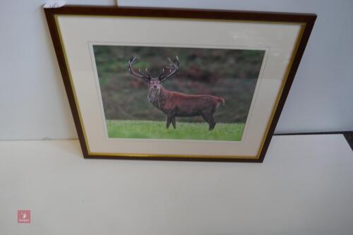 FRAMED PHOTO OF RED STAG