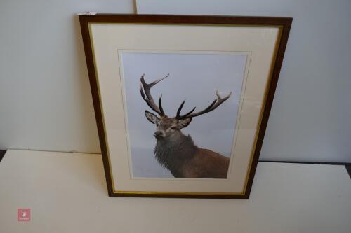 FRAMED PHOTO OF RED STAG