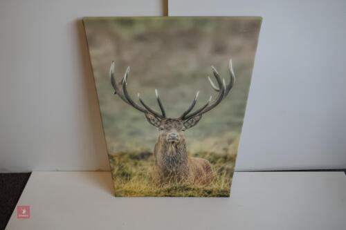 PHOTO ON CANVAS OF RED STAG