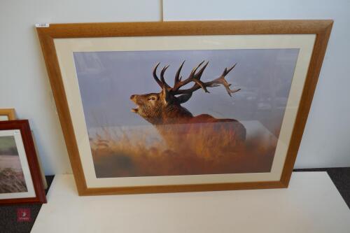 LARGE FRAMED PHOTO OF RED STAG