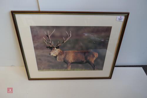 FRAMED PHOTO OF RED STAG