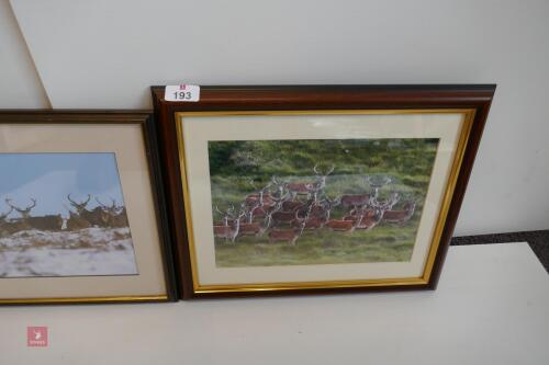 PAIR OF FRAMED PHOTOS OF A BUNCH OF STAGS