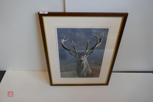 FRAMED PHOTO OF RED STAG