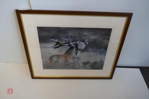 FRAMED PHOTO OF RED STAG