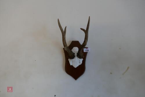 6 POINT ROE BUCK MOUNTED HEAD