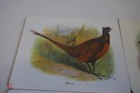 6 X GAMEBIRD SCENE TABLE MATS - 5